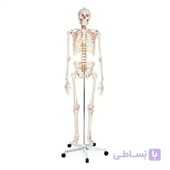 آناتومی اسکلت انسان XC101