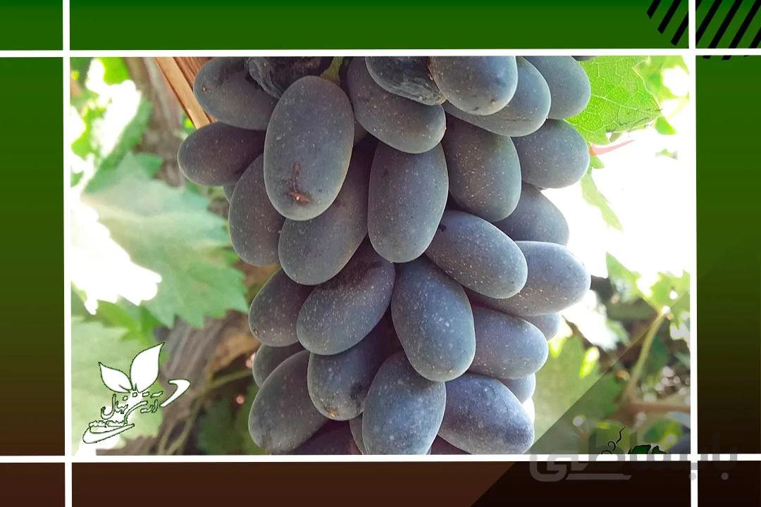 نهال انگور صاحبی سیاه