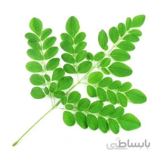 بذر مورینگا