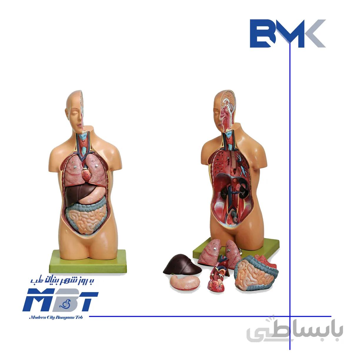 مولاژ نیم تنه انسان با نمایش برش مغز