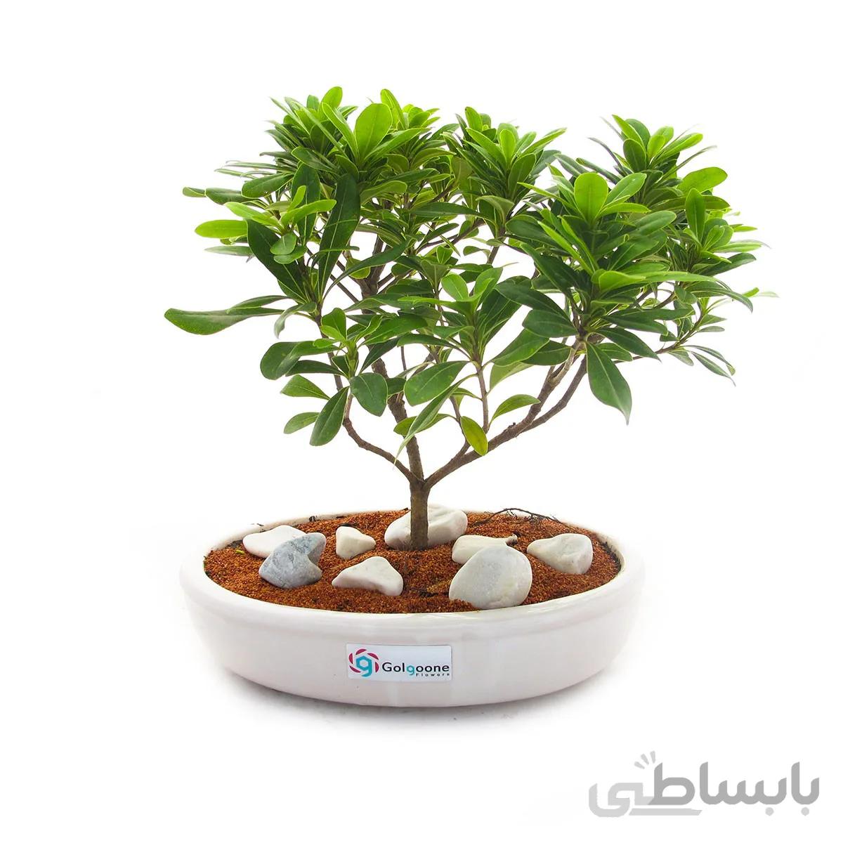 بونسای میخک هندی | متوسط