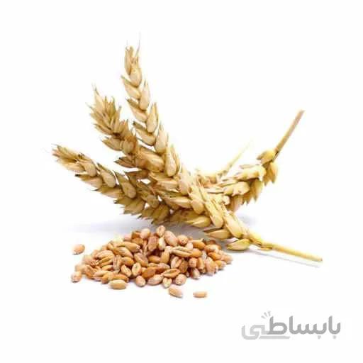 بذر گندم