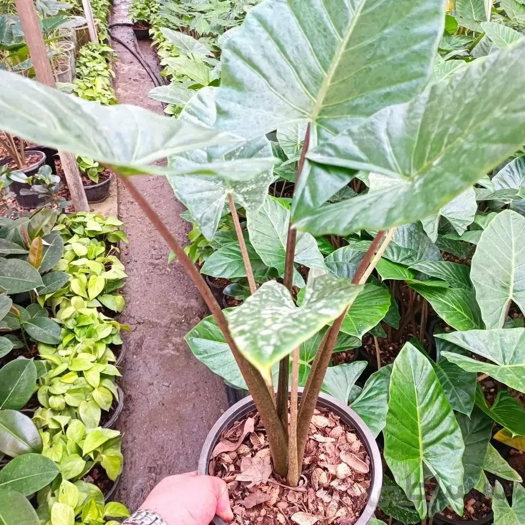 گل بابا ادم