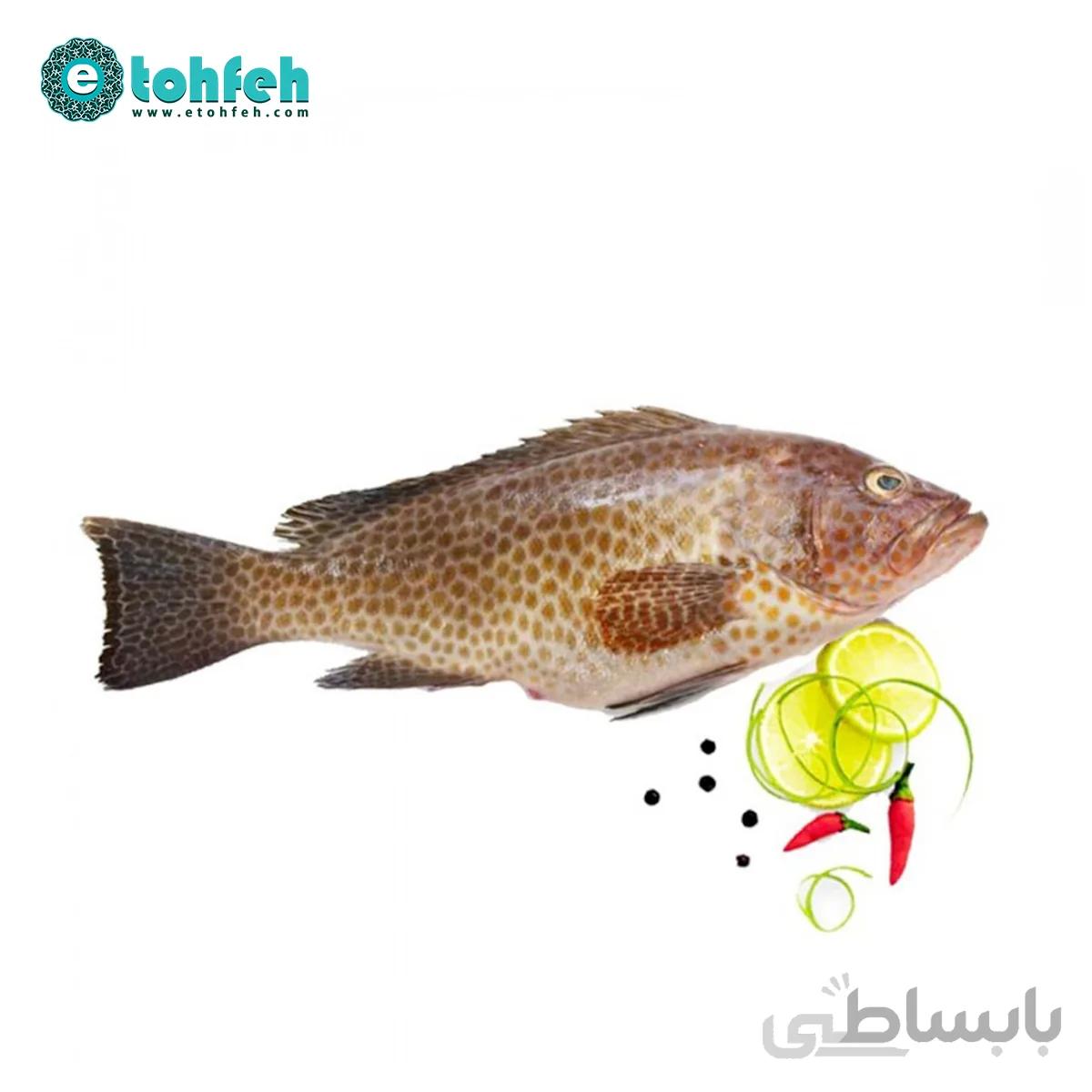 ماهی هامور