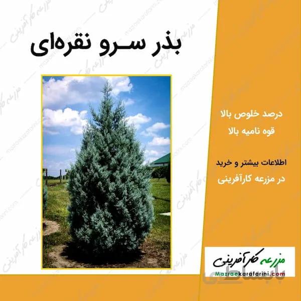 بذر سرو نقره ای