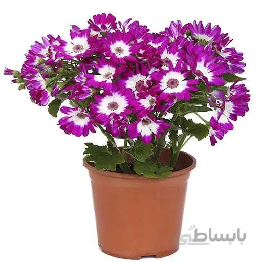 بذر گل سینره