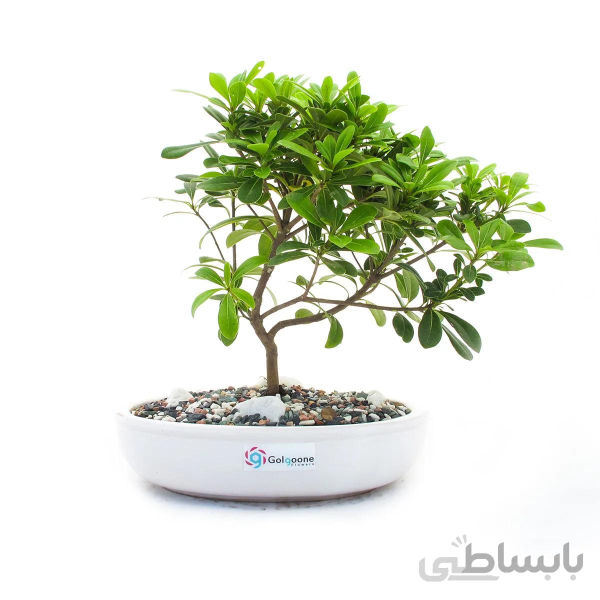 بونسای میخک هندی | سایز متوسط