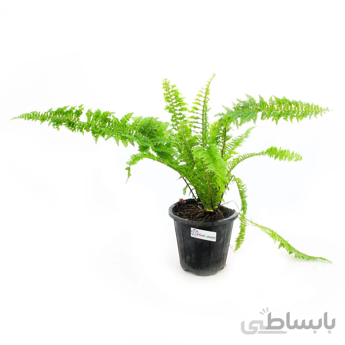 گیاه آپارتمانی سرخس کوچک
