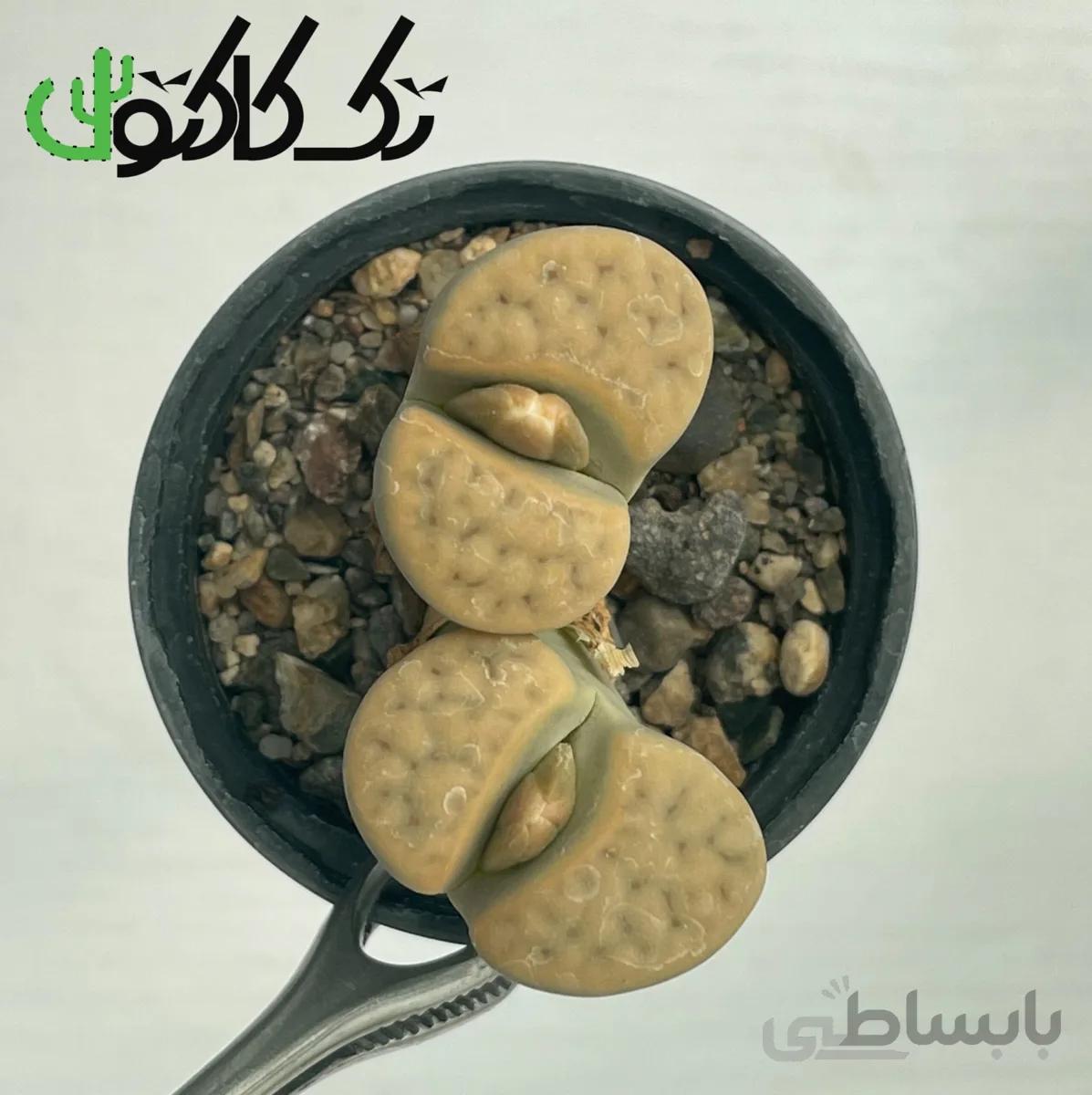 لیتوپس L0008064