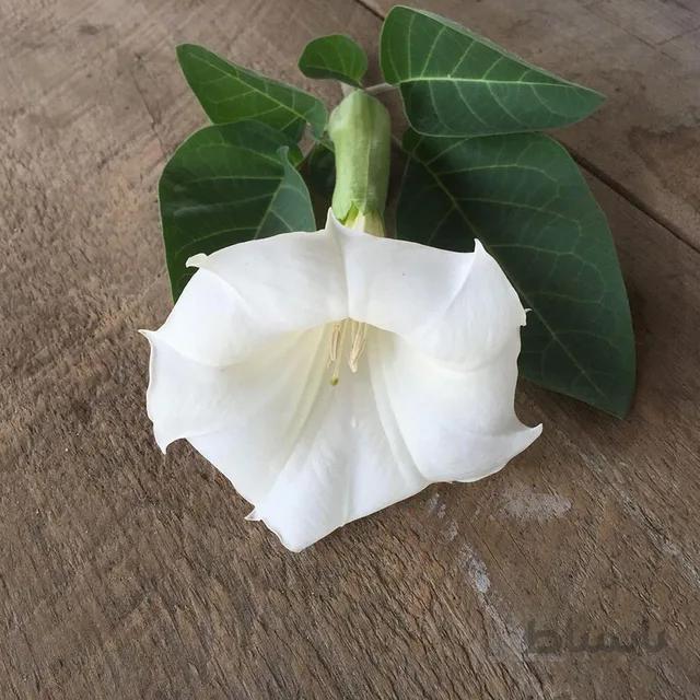 بذر گیاه داتوره ای پابلند سفید