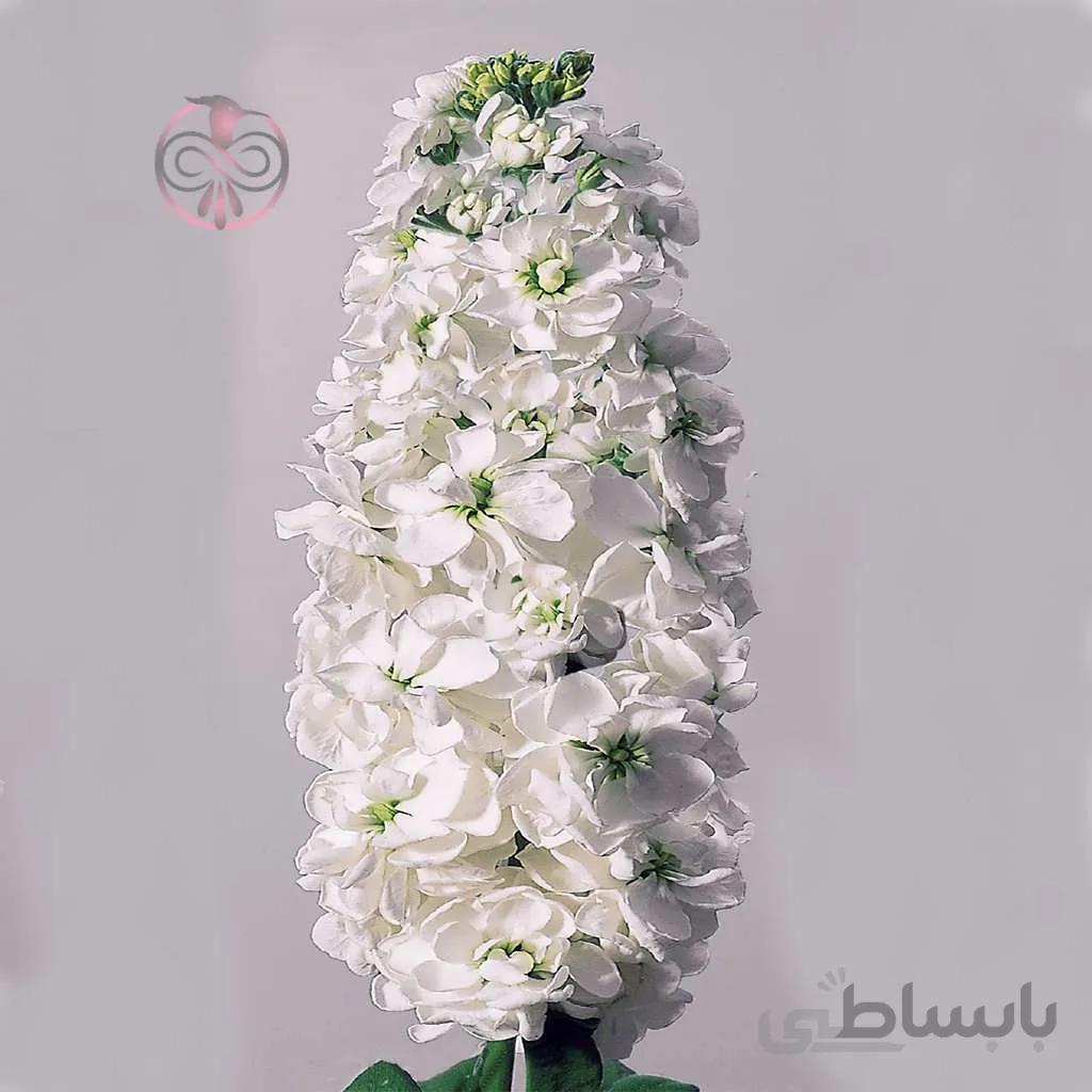بذر گل شب بو سفید