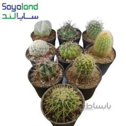 پک کاکتوس بذری میکس