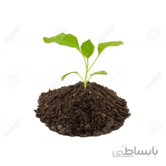 نشاء فلفل