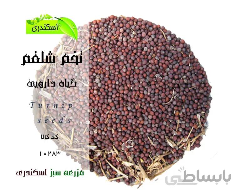 تخم شلغم