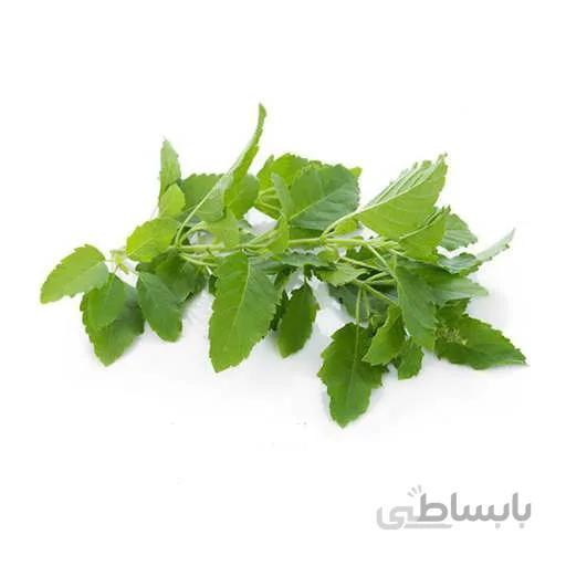 بذر ریحان تایلندی کاپرایو
