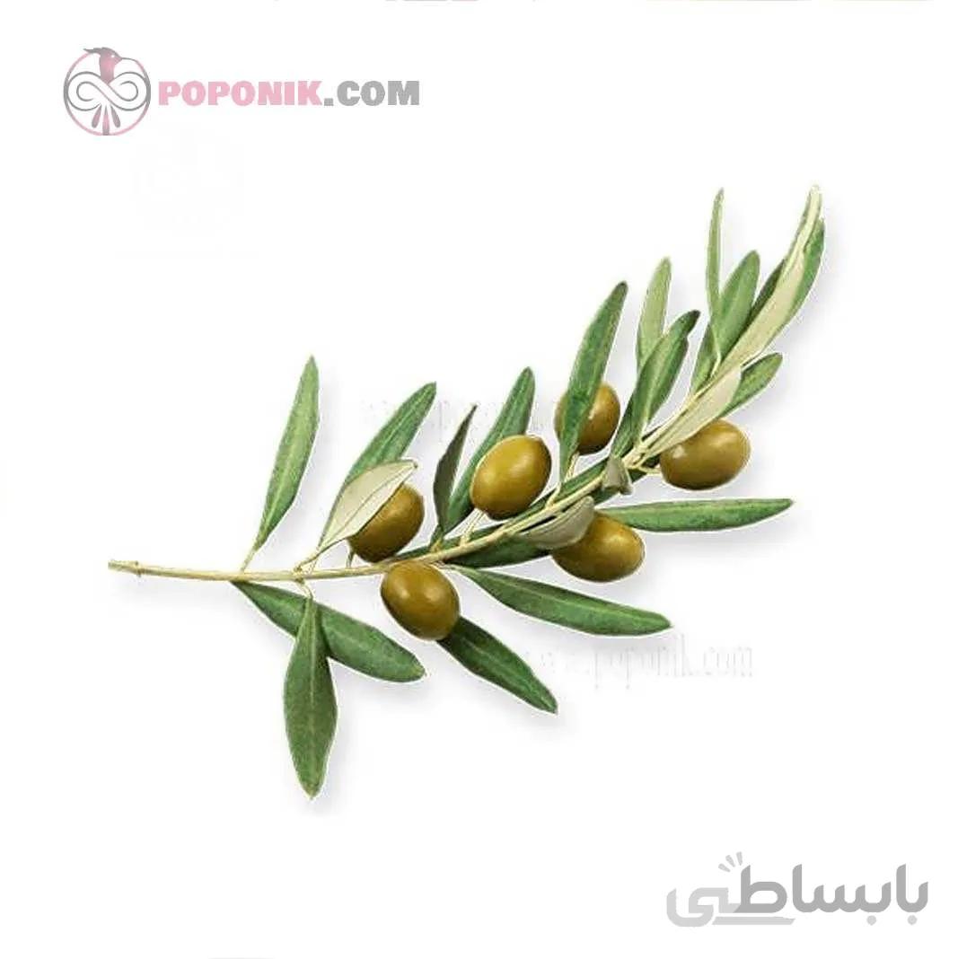 نهال زیتون زرد (طارم)