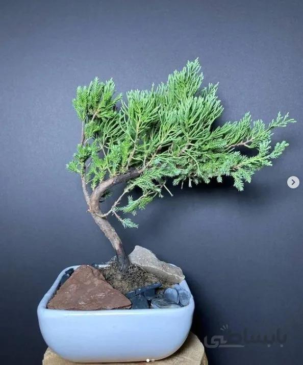 بونسای سرو ژونی پروس