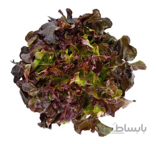 بذر کاهو سالاد بول قرمز آمریکایی بسته 50 عددی