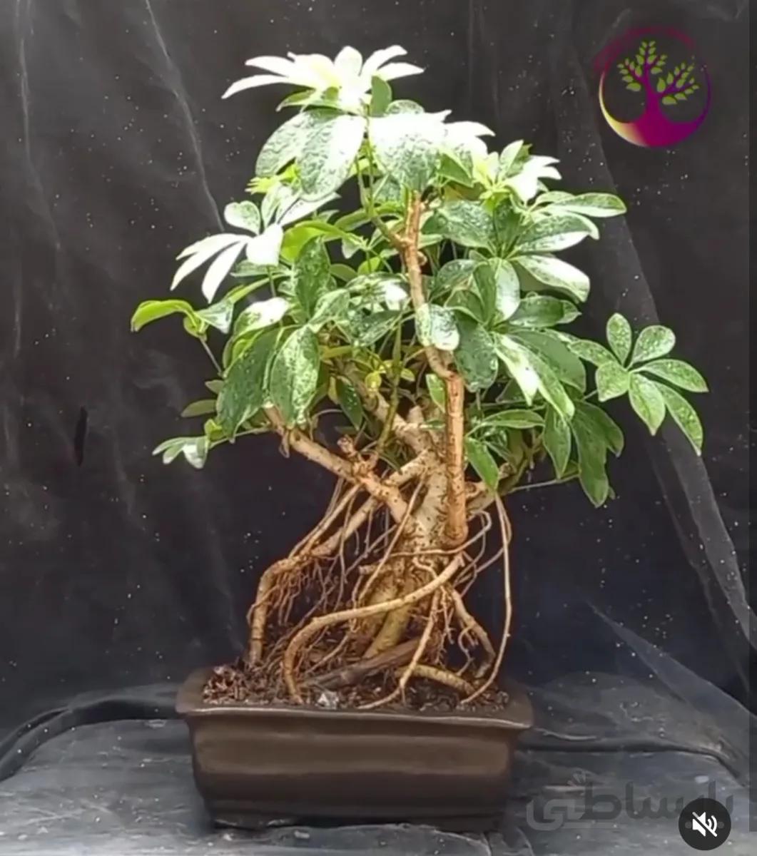 بونسای(بنسای) شفلرا کلکسیونی ا Sheflera bonsai