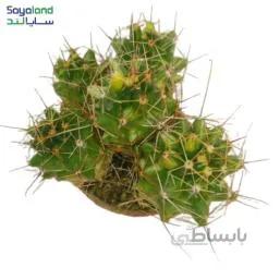 فروکاکتوس ابلق عمده فروشی