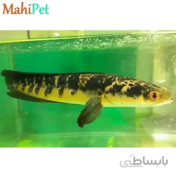 سرماری یلو مارو 10 تا 12 سانت