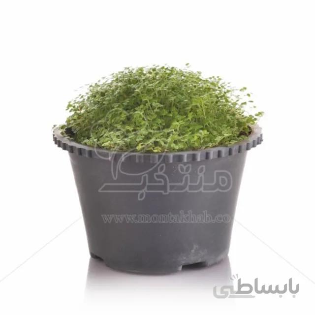 چمن عروس ارتفاع 12 سانتیمتر