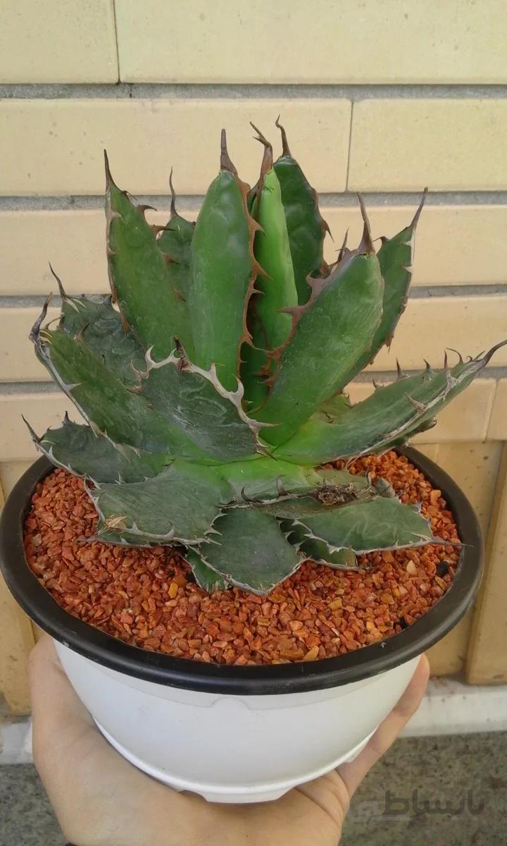 ساکولنت آگاو هوریدا | Agave horrida