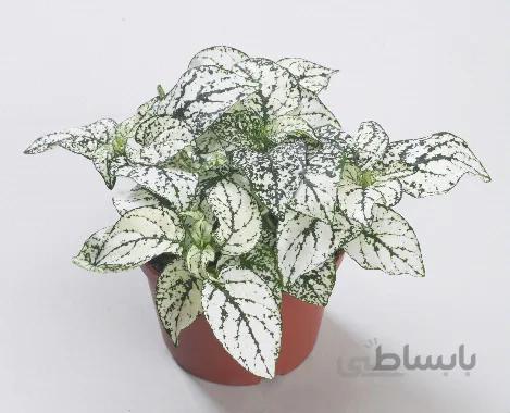 بذر F1 گلسنگ رقم confetti compact white