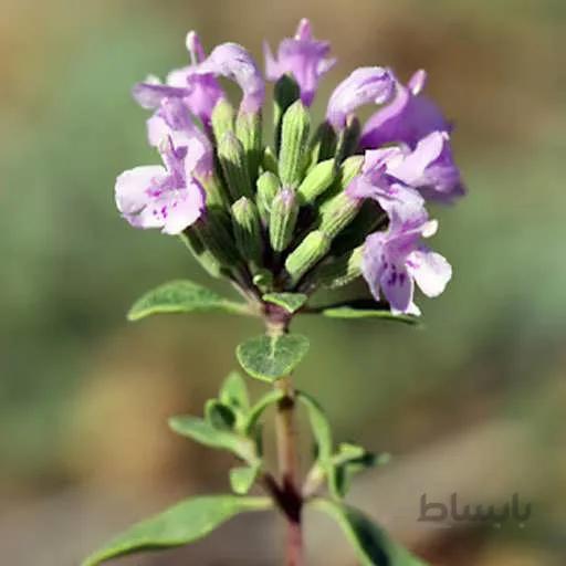 بذر کاکوتی