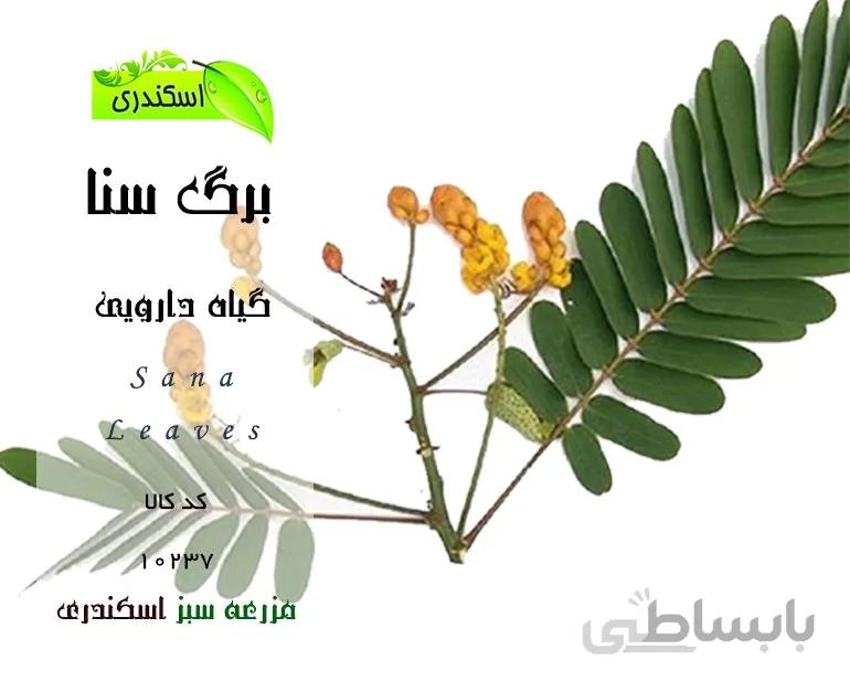 برگ سنا