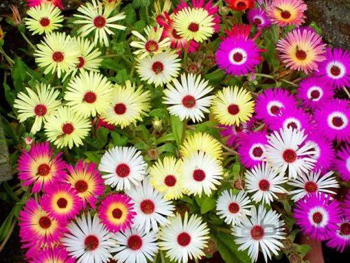 بذر گل یخ در بهشت رنگارنگ آمریکایی بسته 50 عددی