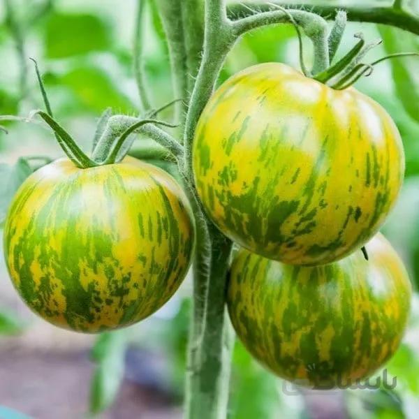 بذر اورجینال گوجه سبز زبرا