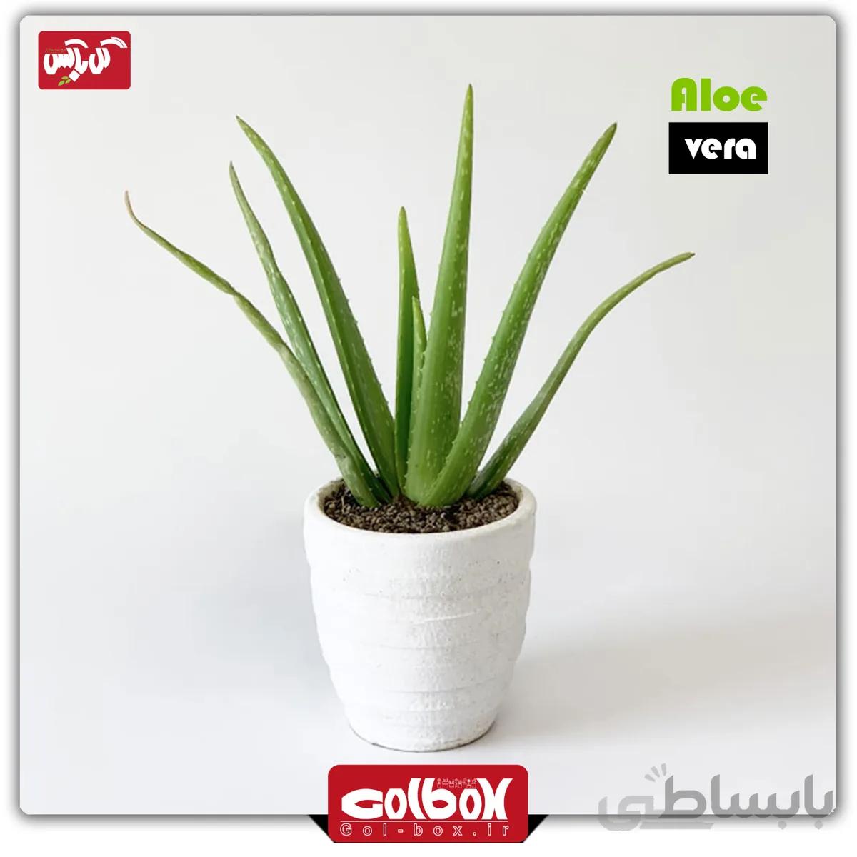 گیاه آلوئه ورا
