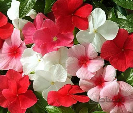 بذر گل پریوش پرگل الوان ایتالیایی بسته 50 عددی