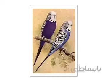 اصول نگهداری و پرورش مرغ عشق