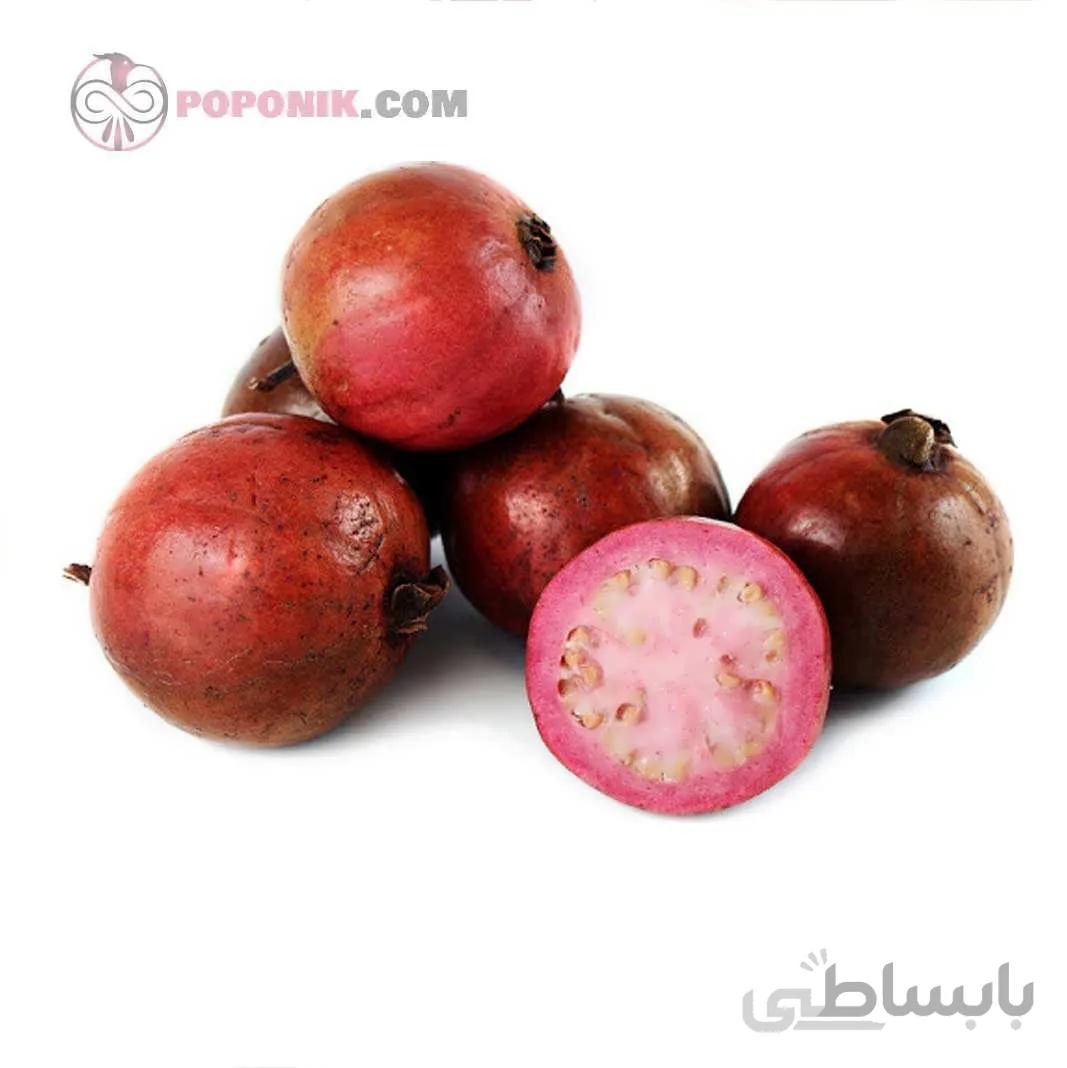 نهال گواوا قرمز