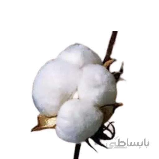 بذر پنبه تن