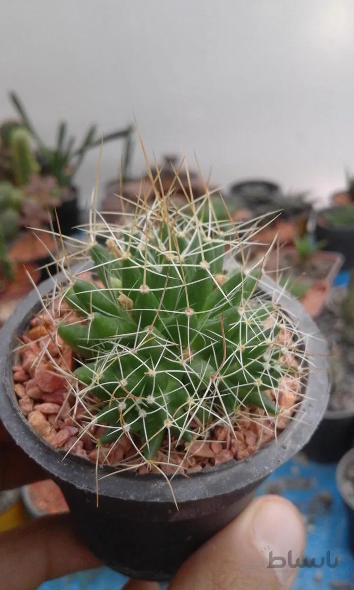 مامیلاریاآشیانه | mammillaria