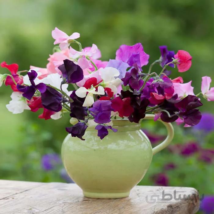 بذر گل نخود زینتی