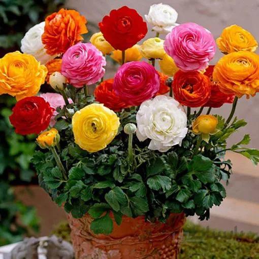 بذر گل آنمون پرگل رنگارنگ ایتالیایی بسته 50 عددی