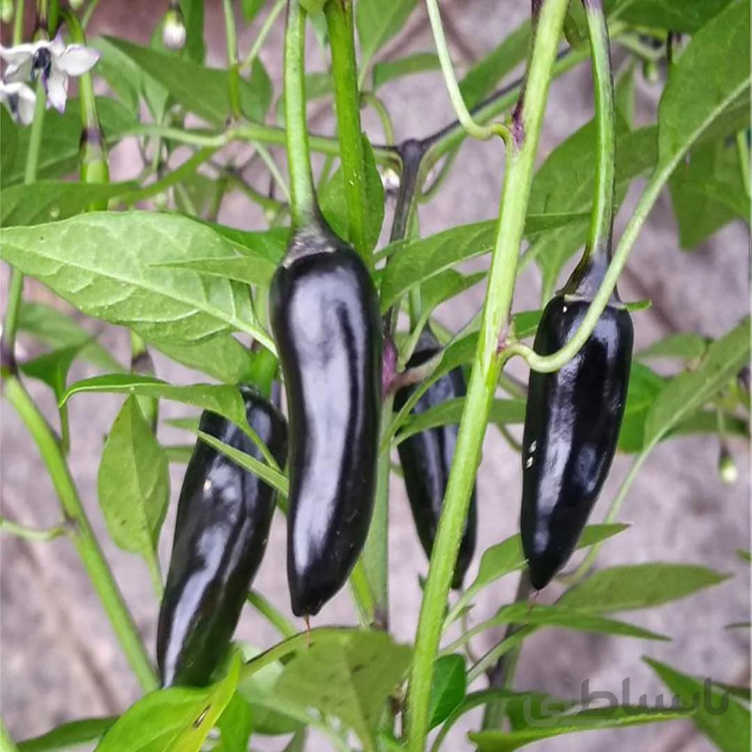 بذر فلفل شیرین
