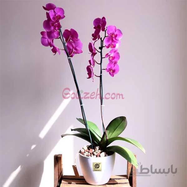 گل ارکیده صورتی