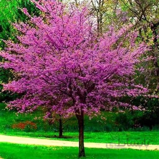 بذر ارغوان کانادایی