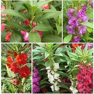 بذر گل حنا گوشواره ای الوان ا impatiens balsamina