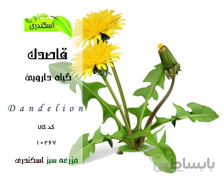 گیاه قاصدک
