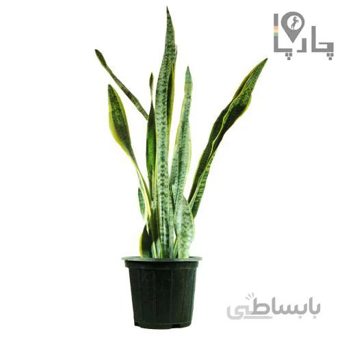 گیاه سانسوریا سایز بزرگ