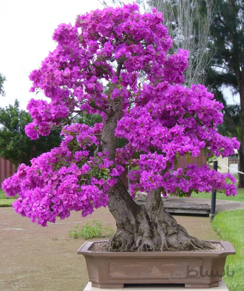 بذر بونسای پائولینای سلطنتی