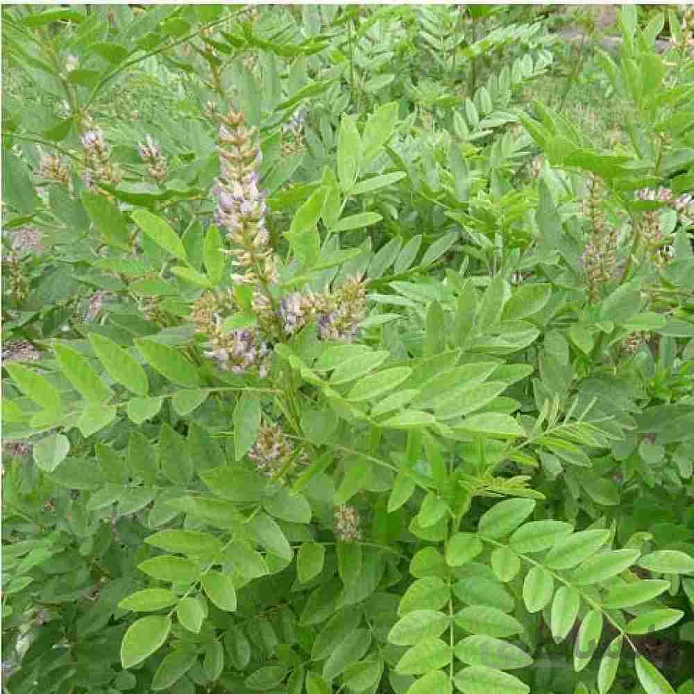 بذر شیرین بیان