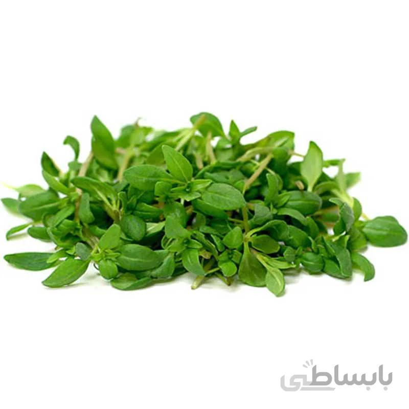 بذر مرزه برگ پهن