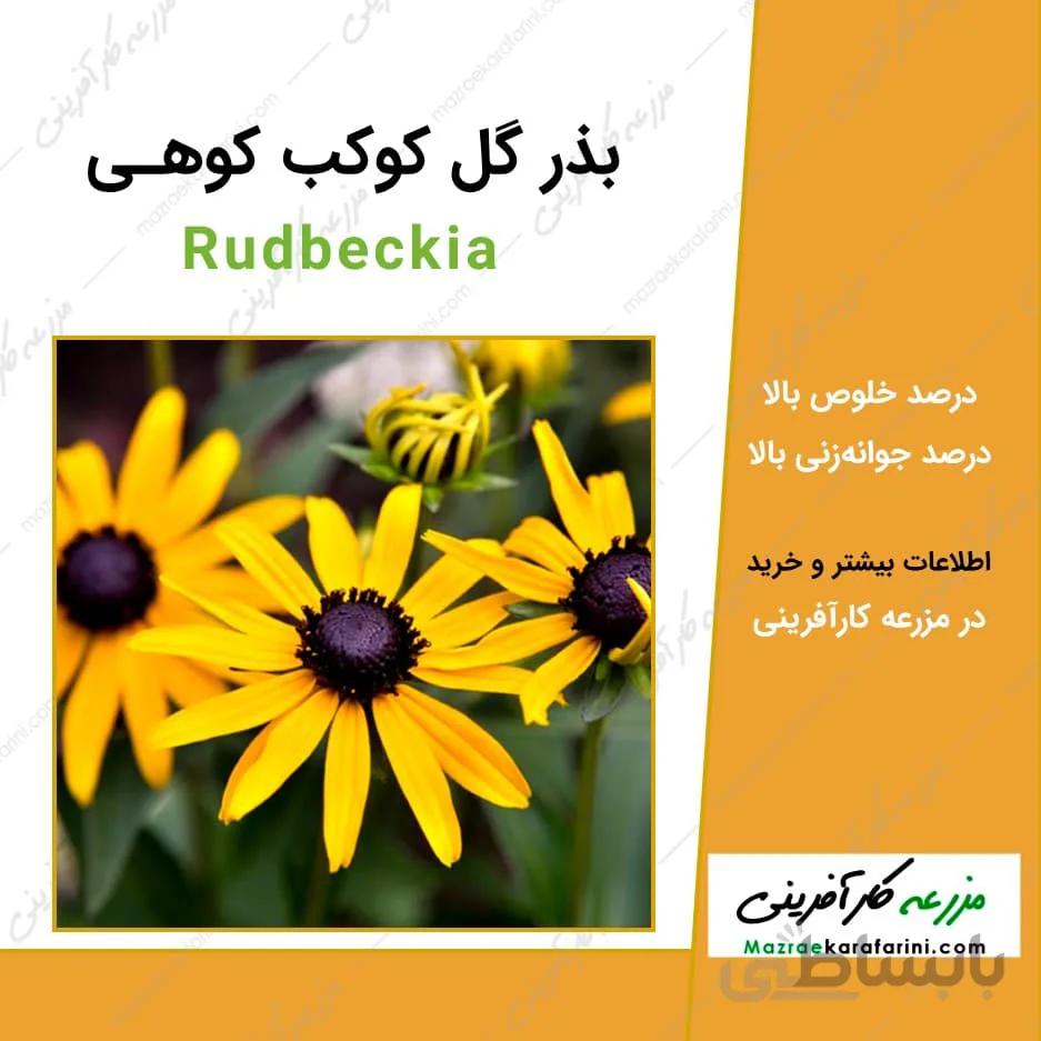 بذر گل کوکب کوهی